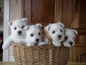 Chiots Westies